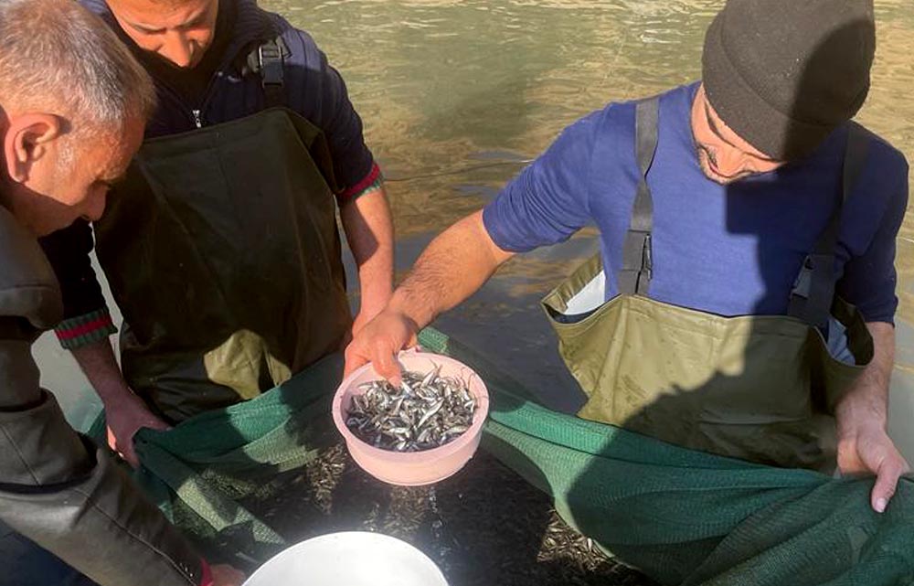 How Trout Fish Offspring are Transforming Communities in Hermel ...
